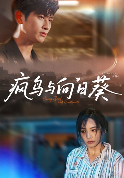 疯鸟与向日葵（40集）韩叙&李虹艺 高清完整版